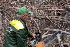 Երևանում մոտ 440 չորացած և վթարային ծառ կհատվի