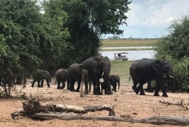 African elephants develop new mechanisms for migrating to safety