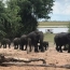 African elephants develop new mechanisms for migrating to safety
