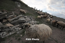 Երևանում խոզերն ավելացել են, ոչխարները՝ պակասել