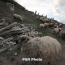 Երևանում խոզերն ավելացել են, ոչխարները՝ պակասել