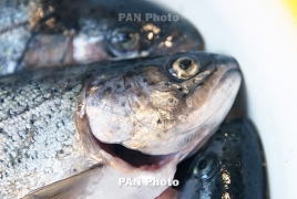 В Шереметьево задержали более полутонны охлажденной рыбы из Армении