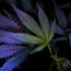 Barbados cultivating medical marijuana industry