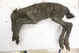 40,000-year-old preserved paleolithic baby horse discovered in Russia