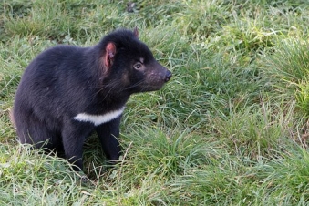 tasmanian-devils-adapting-to-coexist-with-cancer-study-panarmenian-net