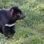 Tasmanian devils adapting to coexist with cancer: study