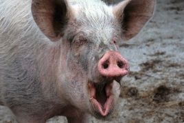 Ученые частично оживили мозг свиньи через 4 часа после смерти