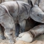 Rare rhino born by artificial insemination for first time ever