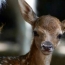 Five deer born at Yerevan Zoological Garden