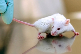 Researchers eliminate HIV from the DNA of infected mice