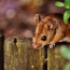 Scientists make mice hallucinate by shining light into their brains