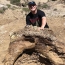 Student unearths 65 million-year-old Triceratops skull in U.S.