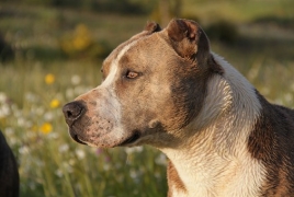 ՌԴ-ում հաստատել են պոտենցիալ վտանգ ներկայացնող շների ցանկը