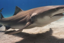 Во Флориде за сутки акулы напали на трех человек