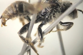 Rare bees discovered in Wisconsin