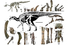 Nearly complete skeleton of a new dinosaur unearthed in Japan