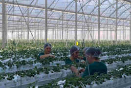 Investments in Armenia’s greenhouses bear fruit