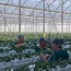 Investments in Armenia’s greenhouses bear fruit