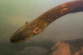 Scientists find most powerful electric eel ever