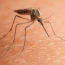 Six people die in U.S. from rare mosquito-borne illness