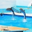 TripAdvisor запретил продажу билетов в парки развлечений с китами и дельфинами