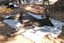 В Таиланде в желудке мертвого оленя нашли 7 кг мусора