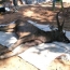 В Таиланде в желудке мертвого оленя нашли 7 кг мусора