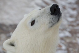 Polar bears crowd Russian village in search for food
