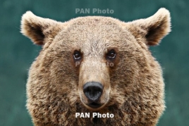 В Японии медведь устроился на зимнюю спячку в поликлинике