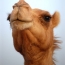 Australia to cull thousands of camels