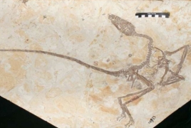 New dinosaur species shows what earth was like 120 mln years ago