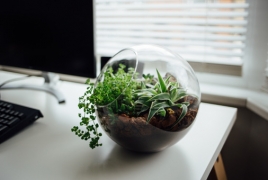 Keeping a plant on your desk could help reduce workplace stress