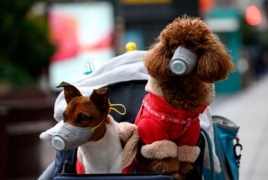 Հոնկոնգում շան մոտ կորոնավիրուսի թեստը «թույլ դրական» է ցույց տվել