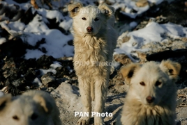 Երևանում թափառող շների կողմից կծվելու դեպքերն աճել են