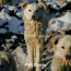 Երևանում թափառող շների կողմից կծվելու դեպքերն աճել են