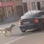 Երևանում շանը մեքենայով քարշ տված անձը ոստիկանություն է բերվել