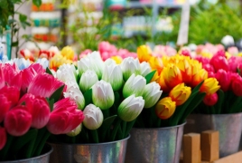 В Нидерландах уничтожают миллионы цветов: Их некому покупать