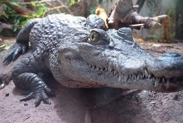 Rwandan man who breached coronavirus lockdown killed by crocodile