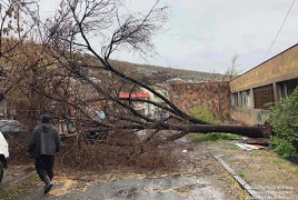 Երևանում փտած ծառեր են շրջվել քամուց