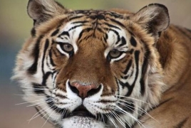 New York zoo tiger tests positive for coronavirus