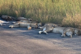 Աֆրիկայում առյուծները քնել են հենց ճանապարհին․ Հասկացել են, որ մարդ չկա