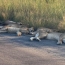 Աֆրիկայում առյուծները քնել են հենց ճանապարհին․ Հասկացել են, որ մարդ չկա