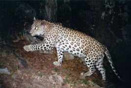 Leopard spotted in northern Armenian province for 1st time in 50 years
