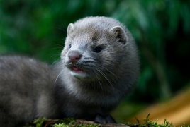 The Netherlands to test minks as Covid-19 culprits