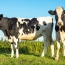 ООН призвала людей сократить объемы потребления мяса и молока