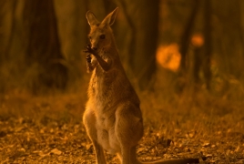 Nearly 3 billion animals killed or displaced by Australia fires