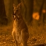 Nearly 3 billion animals killed or displaced by Australia fires