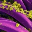 В Калифорнии мужчина заболел чумой: Это первый случай за 5 лет