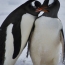 Penguins originated in Australia and New Zealand, new study finds