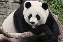 Giant panda cub born at Smithsonian National Zoo